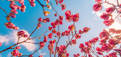 Beautiful magnolia tree blossom in springtime. Tender pink flowers bathing in sunlight under blue sunny sky. Warm spring April weather. Magnolia pink blossom tree flowers, close up nature outdoors