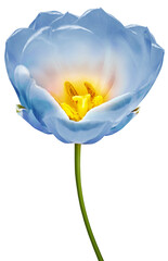 Tulip  flower  on isolated background.   Closeup..  Transparent background.  Nature. - 770526841