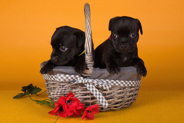 Two American Staffordshire Bull Terrier dogs puppies in a basket yellow background