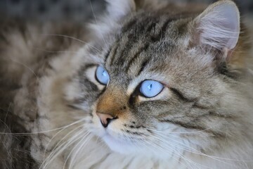 Fluffy siberian cat with blue eyes, background. Neva masquerade.