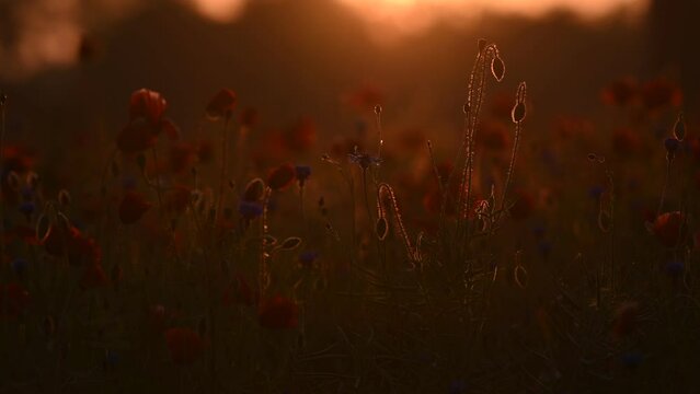 Poppy buds and flowers in the morning fog and dew at sunrise in an ecological field near the forest