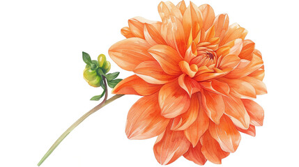 Beautiful orange dahlia flower isolated on white background