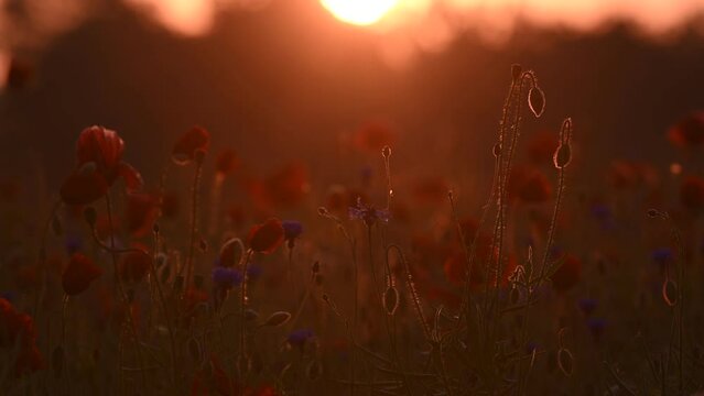 Poppy buds against the background of a red field in the rays of the rising sun in the field.