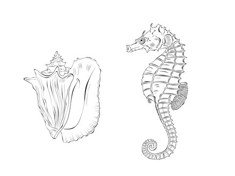 Seahorse and Seashell Vector Illustration set. Isolated on white background. Doodle Outline for coloring book, design logo, fabric, wallpaper