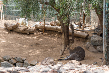 Kangaroo in the sun. Fuerteventura, Canary Islands, Spain