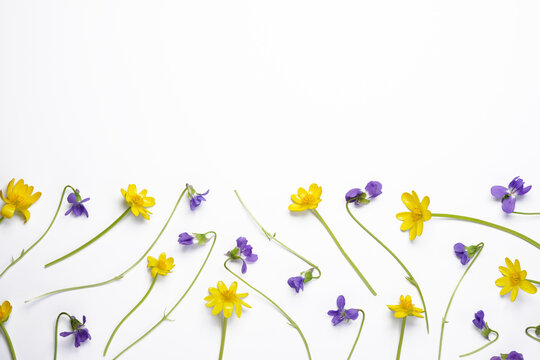 Flower flat lay from different blue and yellow spring flowers isolated on a white background. Top view and copy space. Easter, spring, summer concept.