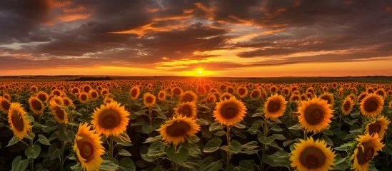 Fotobehang A beautiful field of sunflowers with a colorful sunset in the background, creating a happy and natural landscape for people to enjoy. The orange sky and fluffy clouds add to the picturesque scene © AkuAku