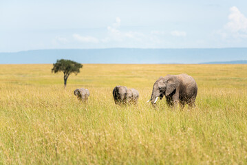 Elephants walinkg on the high grass of the kenyan savanna
