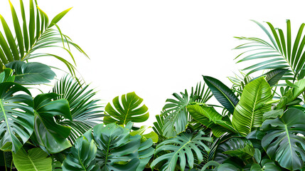 Green leaves of tropical plants bush (Monstera, palm, rubber plant, pine, bird's nest fern). Transparent, cutout, or clipping path