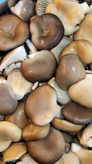 A lot of mushrooms in close-up as a desktop wallpaper