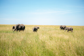 Elephants one of the big five in kenya savanna