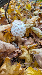 An inedible beautiful mushroom grows in the forest on an autumn day