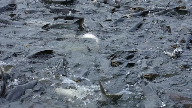 Siriped catfish farming industry. Don't invest a lot. Find an area abundance water of siriped catfish. Then he threw bread for the fish to eat every day, Can be caught and sold