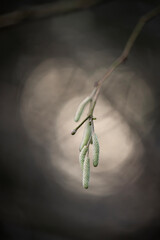 Catkins on a hazel Corylus avellana with little depth of field and backlight from the sun.Catkins on a hazel Corylus avellana with little depth of field and backlight from the sun.