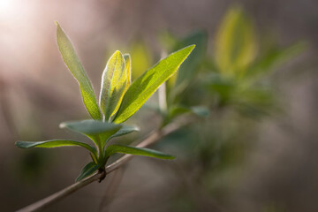 Young sprouting buds on a tree in the spring sun.