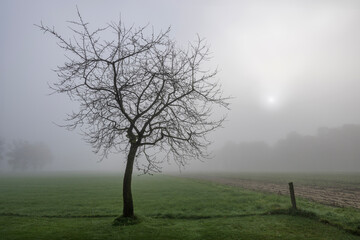 Cherry tree in the mist with a rising sun.