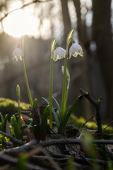 Frühling: Eis und Schnee sind geschmolzen. Märzenbecher verzaubern Wiesen in einen Teppich aus blühenden Pflanzen. Menschen strömen in die Natur, um mit dem Erwachen neuen Lebens zu identifizieren. - obrazy, fototapety, plakaty