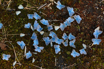 	
Vogelwicken-Bläuling (Polyommatus amandus) Männchen	


