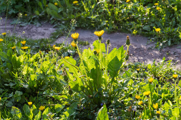 Bush of blooming dandelions among other plants in sunny evening