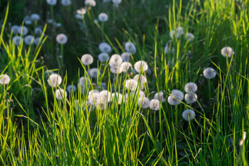 High grass on blurred background of ripe head dandelions backlit