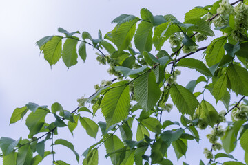 Field elm branches with leaves and green seeds against sky