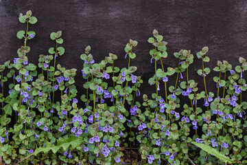 Blooming ground-ivy against the black wall in overcast weather