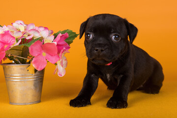 American Staffordshire Bull Terrier dog puppy with flowers in a pot in a yellow background