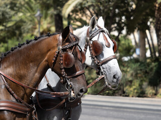 Horses with saddlery details for carriage horses at the M&aacute;laga Fair