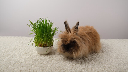 Cute rabbit and green grass.