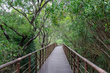 台湾の紅樹林自然保護区を巡る遊歩道