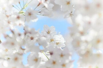 満開の白い桜の花