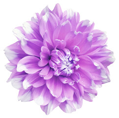 Purple  dahlia. Flower on  isolated background with clipping path.  For design.  Closeup.  Nature.