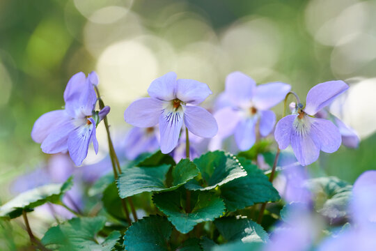 日本の春に咲く可愛いすみれの花 タチツボスミレ