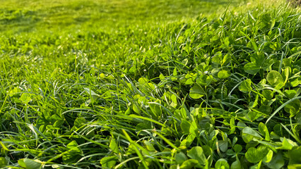 Background natural fresh green grass and clover leaves close up. Luminous dewy lawn, spring freshness, nature detail with morning light concept for design and print.