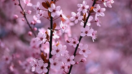 Blossom tree. Nature background. Sunny day. Spring flowers. Beautiful Orchard. Abstract blurred background. Springtime