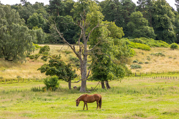 Grazing brown horse on a green grass meadow fringing on woodland forest in front of ancient, old...