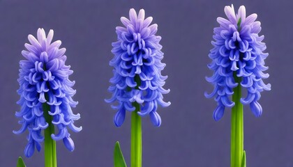 Blue hyacinth isolated on white