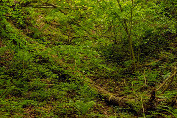 Dziki gąszcz świętokrzyskiej „dżungli” w majowe popołudnie. Piękne lasy w malowniczych okolicach Ostrowca. Lasy o niemal „pierwotnym” - puszczańskim - dzikim charakterze . - obrazy, fototapety, plakaty
