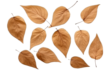 Group of Brown Leaves on White Background. On a White or Clear Surface PNG Transparent Background.