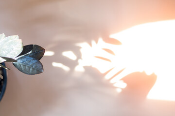 Shadow of leaves on a beige background, Wall light with shadows, shadow on beige wall background texture.