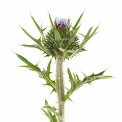 flower, thistle, purple, plant, nature, bloom, blossom, flora, wild, summer, bee, closeup, pink, macro, weed, spring, scottish, garden, field, milk thistle, wildflower, outdoors, leaf, floral, stem