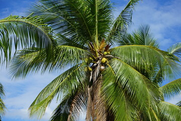 coconut palm tree