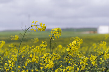 Fototapeta premium Oilseed rape cultivation, with its yellow plants and beautiful flowers, cultivation landscape 