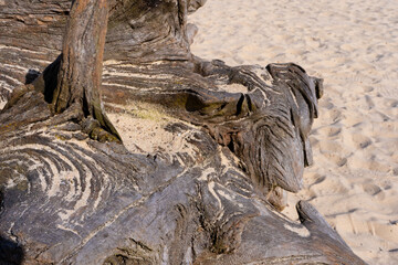 tree, nature, forest, trunk, wood 
texture wood and sand on the beach sun