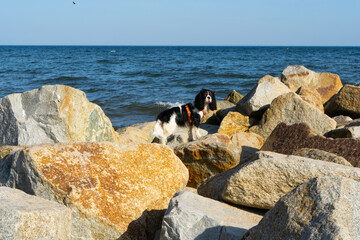 king charles spaniel dog on the beach puppy, border collie,  sea, water, summer, 