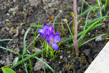 spring crocus flowers spring nature