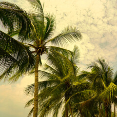 Fototapeta na wymiar coconut tree, palm tree on the beach