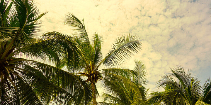 coconut tree, palm tree on the beach