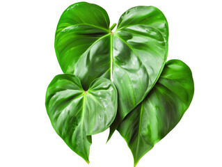 Heart shaped dark green leaves of philodendron tropical foliage plant bush, isolated on transparent background - obrazy, fototapety, plakaty