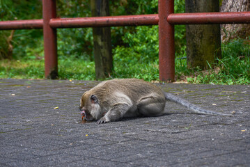 Macaque monkey is drinking the fizzy water